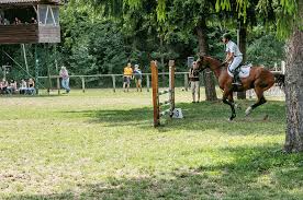 The graphic news guide to each sport in the olympics, from running, javelin and shot put to walking. Jumping Horse Wikipedia