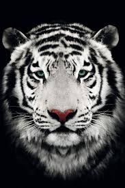 Poster Van Een Bengaalse Tijger Die Recht In De Camera Kijkt Uitgevoerd Met Een Hoog Contrast En Subtiel Kleurgebruik Tegen Een Bengaalse Tijger Tijger Poster