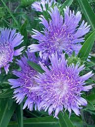 Pin On Cutting Garden Perennials