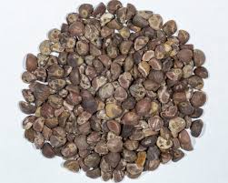 Image result for Argyreia nervosa