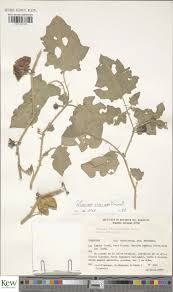 Image result for Solanum aculeatissimum