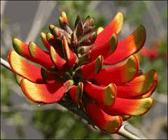 Image result for Erythrina × coddii