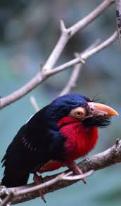 About Wild Animals Bearded Barbet A Bird With A Beard Animals Bird Animals Wild