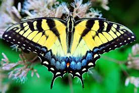 Eastern Tiger Swallow Tail Butterfly Swallowtail Birds Butterflies Print