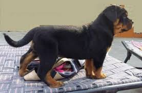 Dogs, birds & kittens for pet lovers. Pin On Dogs