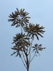 Image result for Polyscias fulva