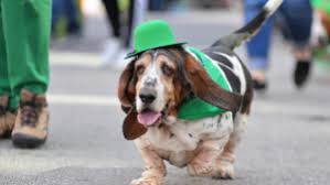 Others, even across the globe, celebrate irish culture with parades and parties. Mwngqw9l5u Wpm