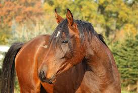 Here you can explore hq arabian horse transparent illustrations, icons and clipart with filter setting like size, type, color etc. Royalty Free Photo Brown Horse At Daytime Pickpik