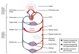 Image result for Delayed Transition from Fetal Circulation