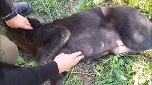 yavrulu kopekten elle kene nasil cikartilir youtube