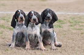 Eagle and elsie are 'all blue' or 'true blue' which means there is no brown ticking on them. 36 Blue Tick Hounds Ideas Hound Bluetick Coonhound Coonhound