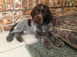 Find german wirehaired pointer puppies and breeders in your area and helpful german wirehaired pointer information. German Wirehaired Pointer Pup Classic Look Pointer Puppies Griffon Dog German Wirehaired Pointer