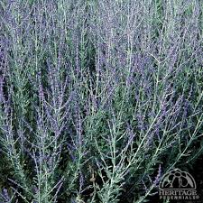 Image result for perovskia atriplicifolia 'little spire'