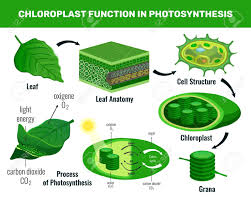 #tutorial_diagram #easy_diagram how to draw plant cell diagram in easy way? Chloroplast Converting Light Energy Into Sugar For Green Plant Cells Food Photosynthesis Infographic Elements Schema Vector Illustration Royalty Free Cliparts Vectors And Stock Illustration Image 123853388
