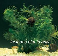 Image result for Elodea