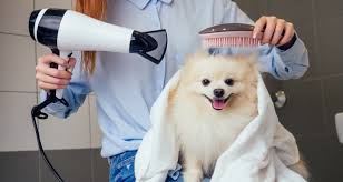 How will i know they're going to come? How To Blow Dry Your Dog S Hair After Bathing Petsovia Com