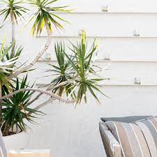 Maybe you would like to learn more about one of these? 20 Best Tall Plants For Container Gardens