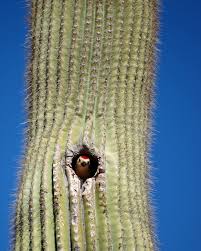 With only the 1937 report to buoy them, he and his team had spent. The Saguaro Cactus And Its Greedy Guests Kuriositas