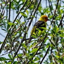 Image result for Launaea rogersii