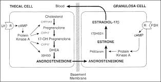 the normal menstrual cycle and the control of ovulation