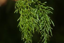 Image result for Abrodictyum