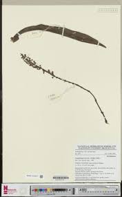 Image result for Diaphananthe vesicata