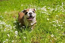 The symptoms vary depending on how serious the. Bulldog Allergies Archives Baggy Bulldogs