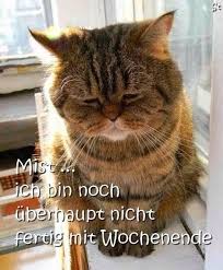 Ein pott voll interessiert sich für inklusive kulturangebote sowie für soziales und kreatives engagement in leipzig. Funny Animal Pictures Cats And Kittens Cats