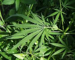 Image result for Cannabis sativa