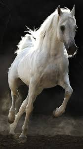 صور خيل صور جميلة للحصان رمزيات