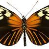Black butterfly with orange stripe. 3