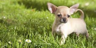 View our complete dog breed profiles to get a better understanding of expected temperament, character, care and exercise requirements. 15 Cute Miniature Dog Breeds Best Toy Dog Breed List