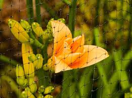 We'll show you how in this. Bird Netting Do S And Don Ts Net Installation Tips