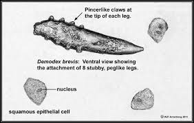 Image result for Demodex brevis