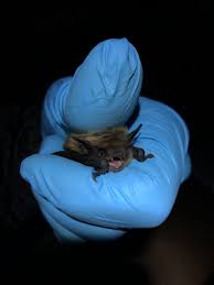 Bat Monitoring in Prince Edward Island National Park