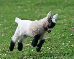 So Much Cute Oh My God Animals Baby Animals Cute Baby Animals