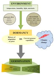 Seed bank box is a monthly subscription company for the urban gardener. Ijms Free Full Text Regulation Of Seed Dormancy And Germination Mechanisms In A Changing Environment Html