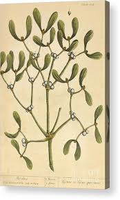 Image result for Santalaceae