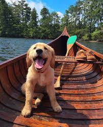 Hopefully, this guide solves your debate between a golden retriever vs. The Cutest Golden Retriever Puppies Ever