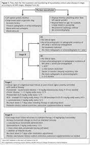 Heart Murmur In Dogs Treatment Www Sassycleanersmd Com