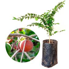 Image result for Dovyalis sp. A