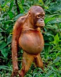 Ada apa dengan negaraku ini…. Abel Susanto Abelsusanto Profil Pinterest