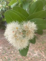 Image result for Syzygium cordatum
