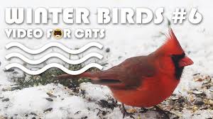 Birds For Cats To Watch Birds For Cats To Watch Winter Birds 6 N Cardinal Sparrows M Doves Dark Eyed Junco Finches More Videos For Cats Cat Entertainment Cat Gif Winter Bird