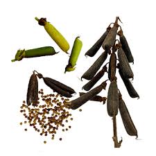 Image result for Crotalaria rhodesiae