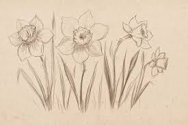 In the center, sketch a curving stem with a large semicircle for a rose. How To Draw A Daffodil Flowers Easy Step By Step