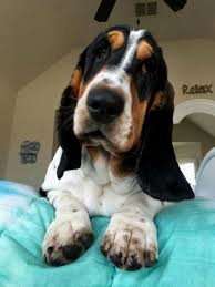 Basset Hound Beagle Mix Black And White Pin By Charlene Snodgrass On Basset Hound Basset Hound Puppy Basset Hound Hound Puppies