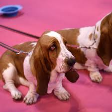 There are 164 different types of dogs listed below with pictures of each one. Lose The Puppy Fat Study Has A Bone To Pick With Crufts Dumpy Dogs Life And Style The Guardian