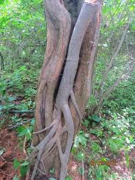 Image result for Ficus fischeri