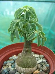 Image result for Adenia glauca